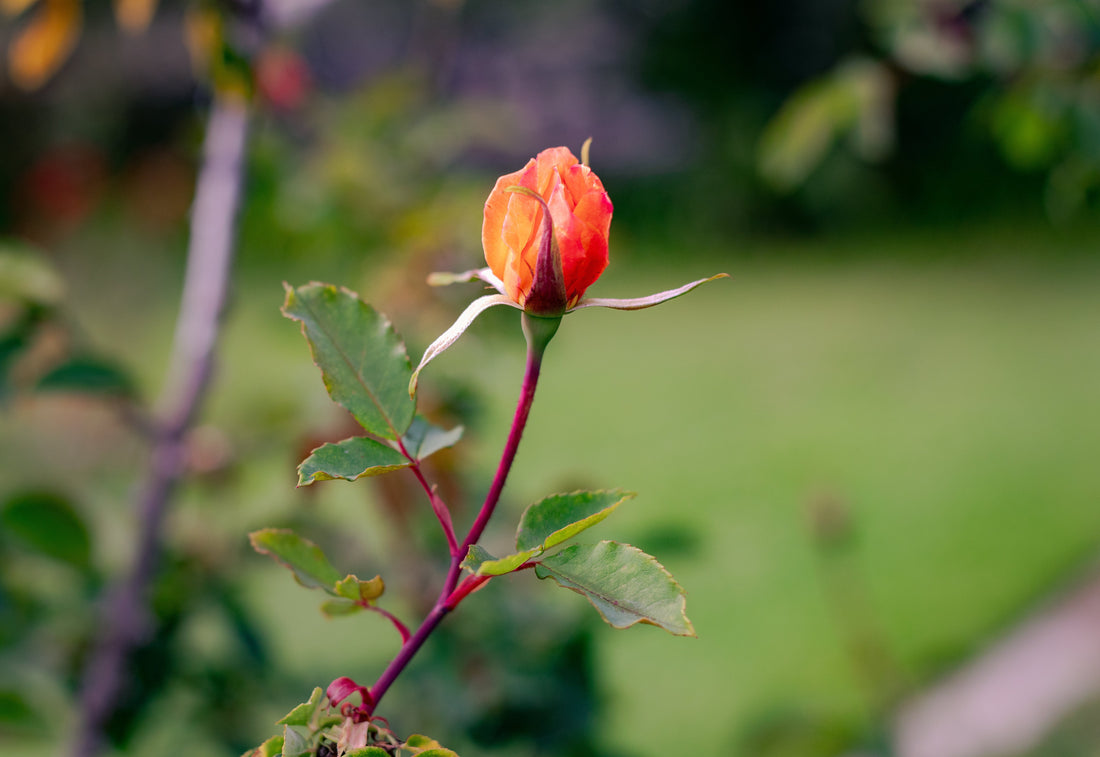 Why a Blog About Love & Weddings?